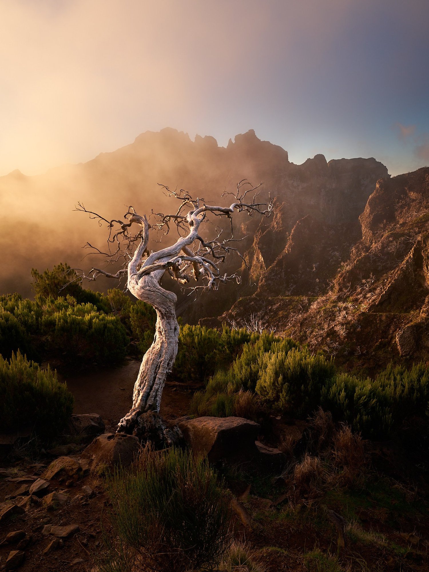 Ein knorriger, verwitterter Baum steht auf einer bergigen Anhöhe im ersten Licht des Morgens.