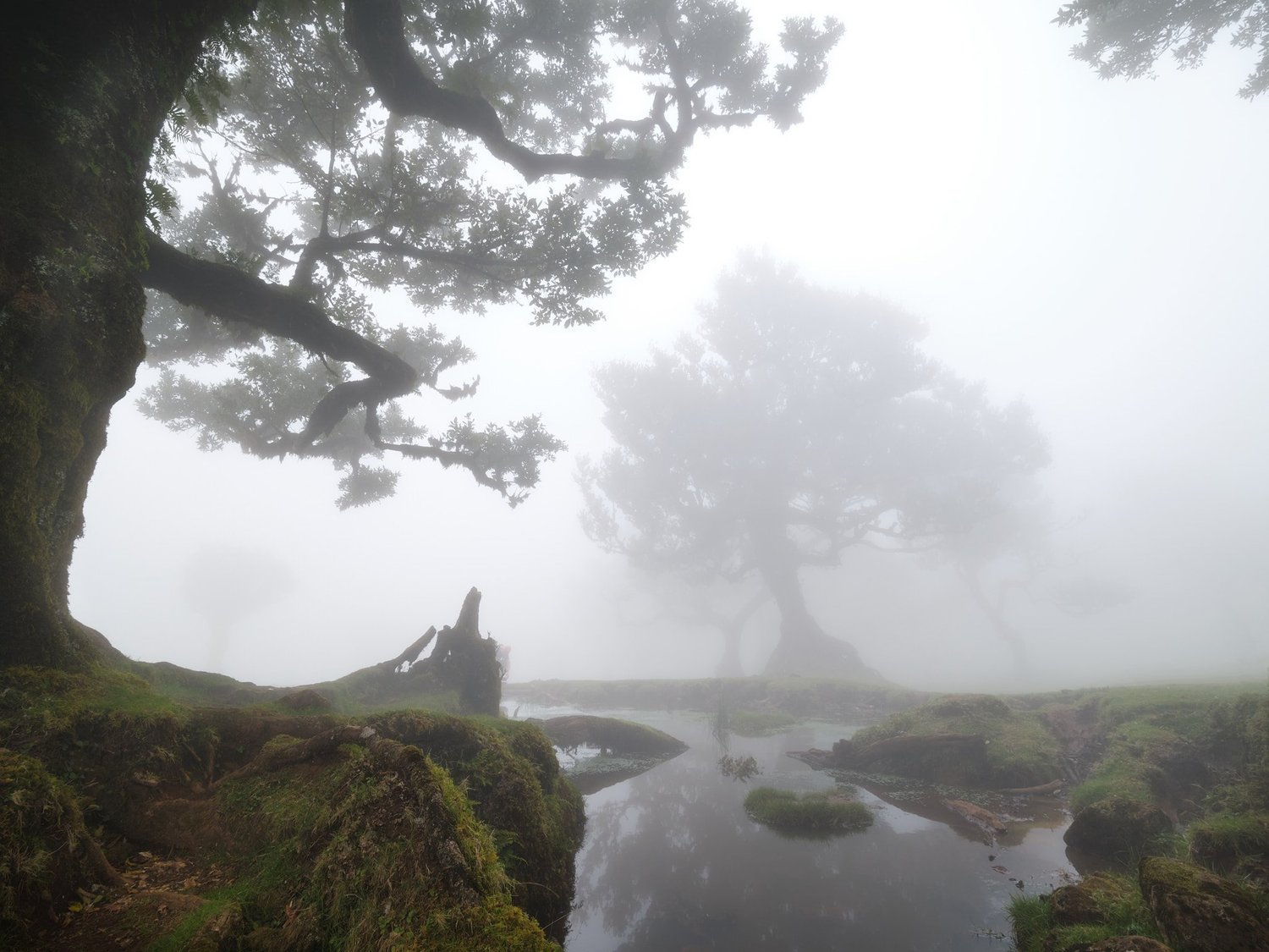 Nebel umhüllt alte Bäume, stille Wasserflächen und moosbewachsene Steine im Laurisilva-Wald.